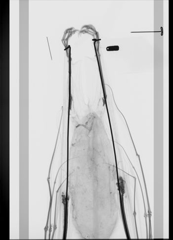 Media type: image; Mammalogy 2551   Description: Xray of skin.;